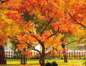 Rhus Typhina, Summac de Virgnie, Arbre