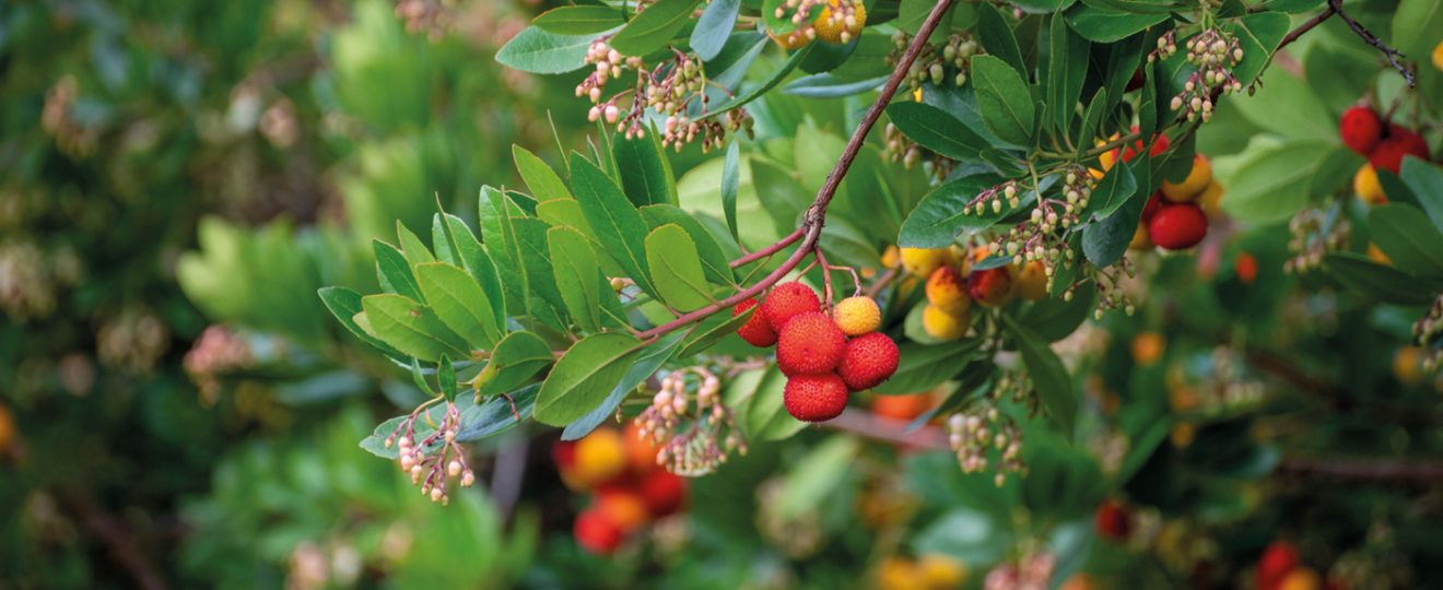 ARBUTUS UNEDO ARBUSIER