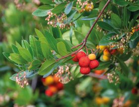 ARBUTUS UNEDO ARBUSIER