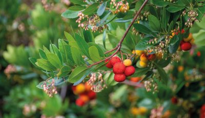 ARBUTUS UNEDO ARBUSIER