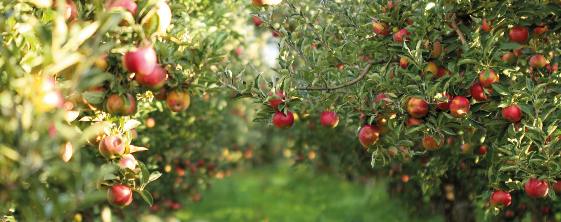 Arbres fruitiers