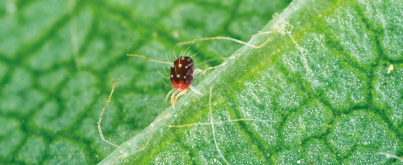 acarien sur une feuille verte