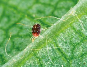 acarien sur une feuille verte