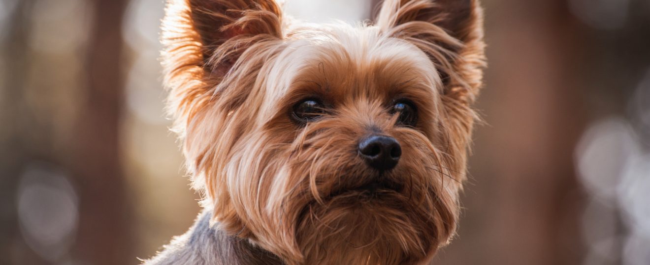 Yorkshire Terrier