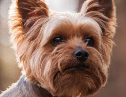 Yorkshire Terrier