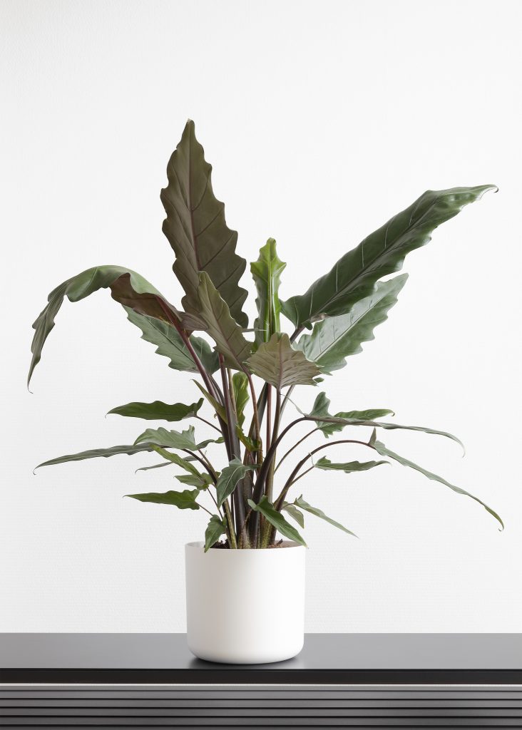 Alocasia Lauterbachiana, elephants ear house plant