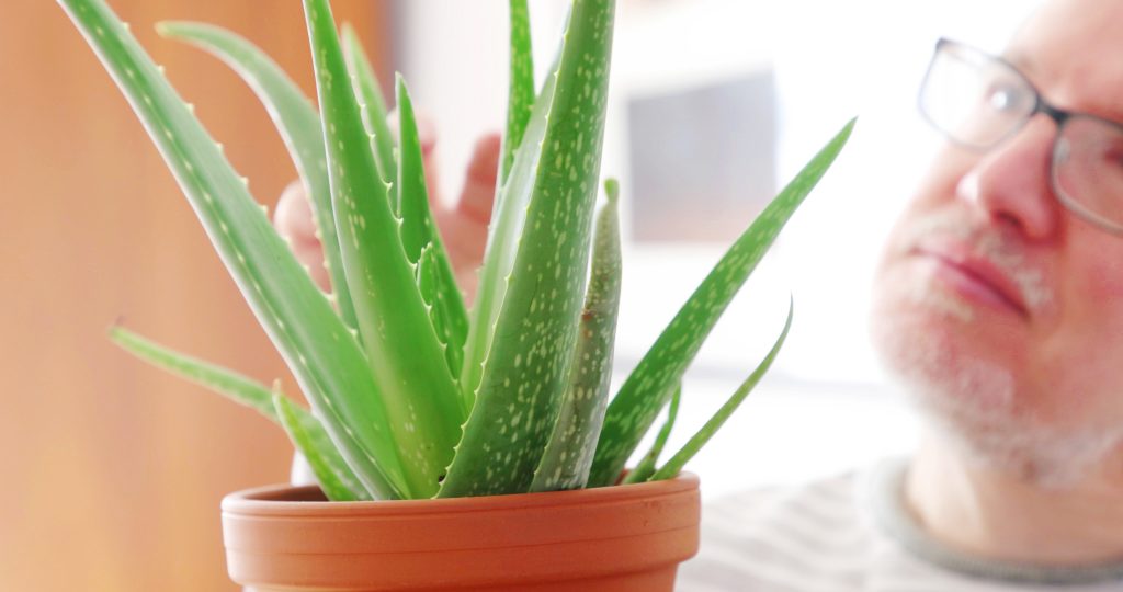 Aloe Vera dans un pot