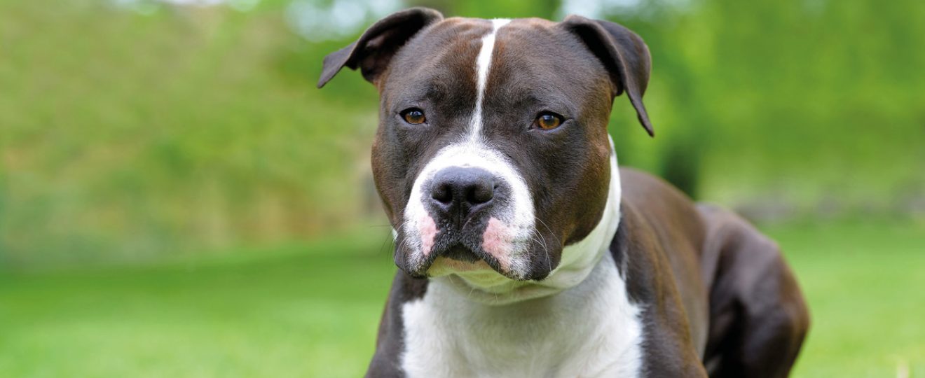 American staffordshire terrier