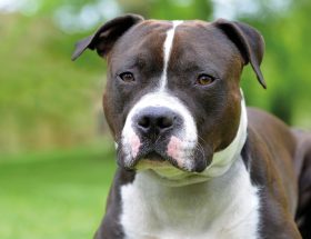 American staffordshire terrier