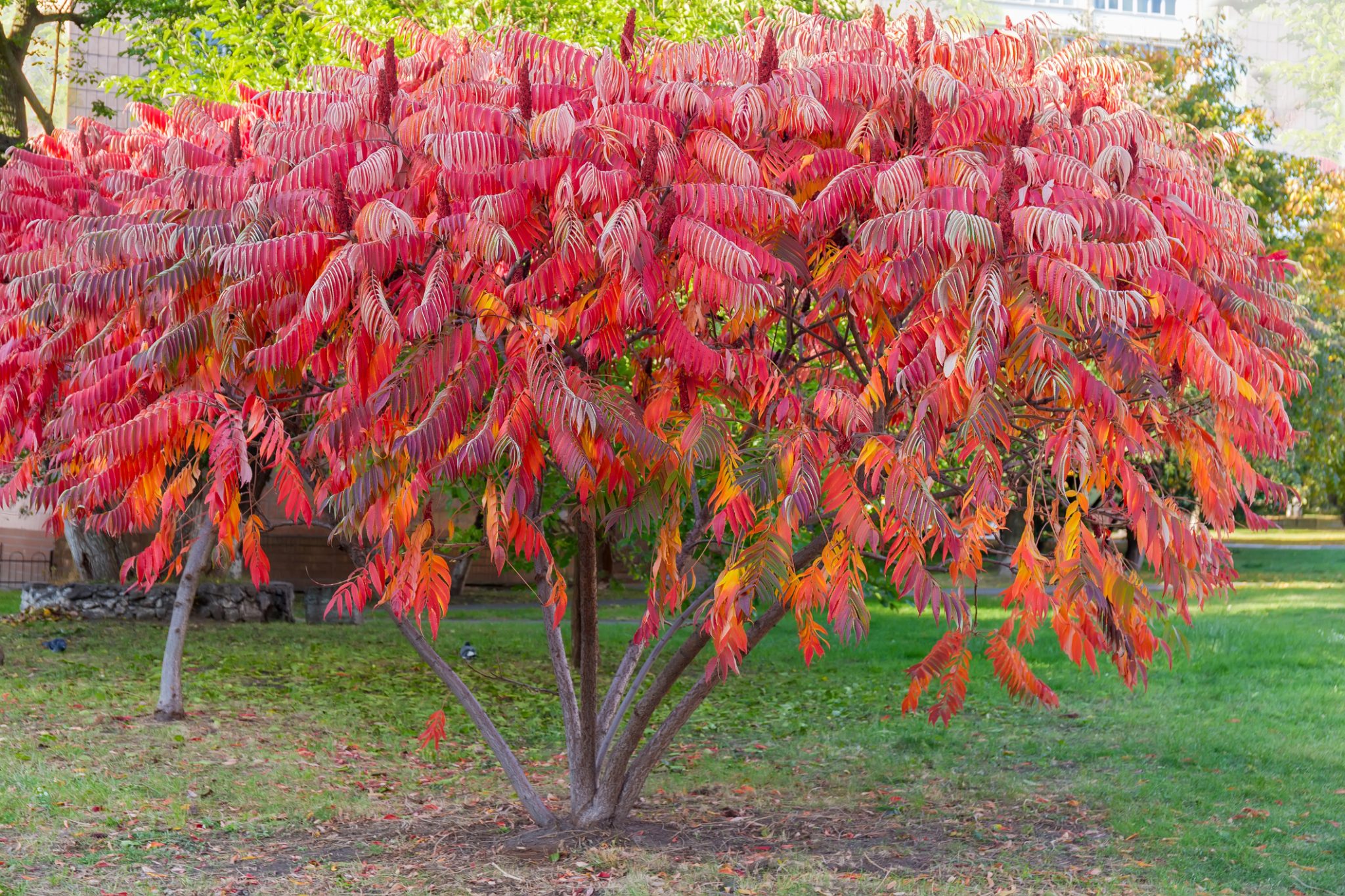 Taille Sumac De Virginie