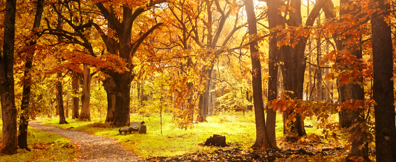 Arbres et arbustes automne