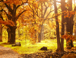 Arbres et arbustes automne
