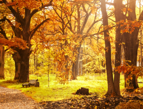 Arbres et arbustes automne