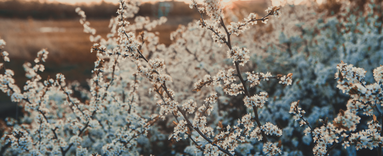 Arbres et arbustes à floraison hivernales