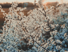 Arbres et arbustes à floraison hivernales