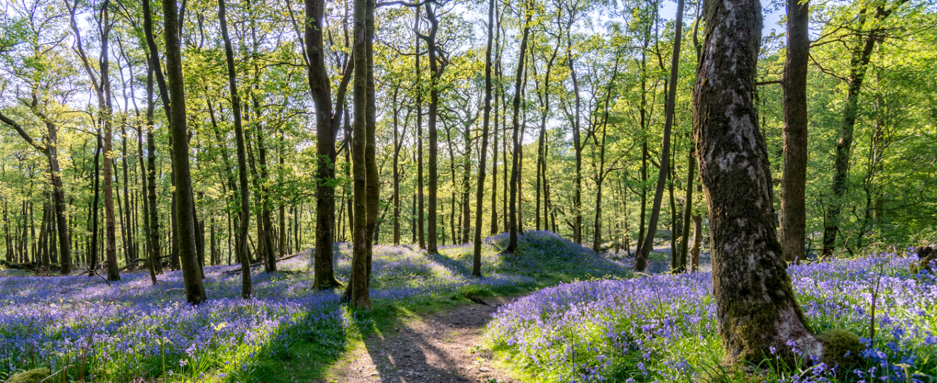 Arbres et arbustes du mois de juin