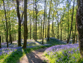 Arbres et arbustes du mois de juin