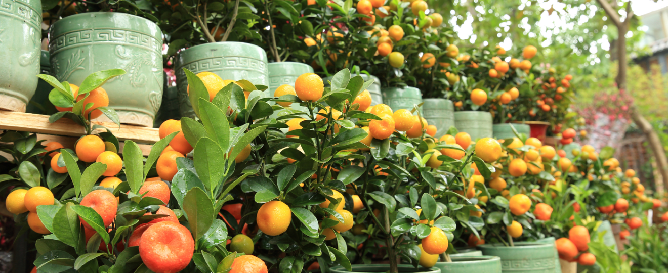 Arbres fruitiers en pot