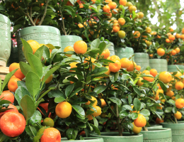 Arbres fruitiers en pot