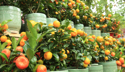 Arbres fruitiers en pot