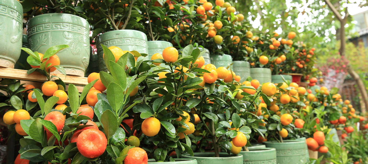 Arbres fruitiers en pot