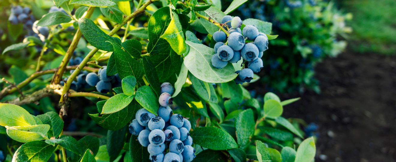 Arbuste à fruits comestibles