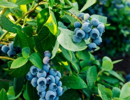 Arbuste à fruits comestibles