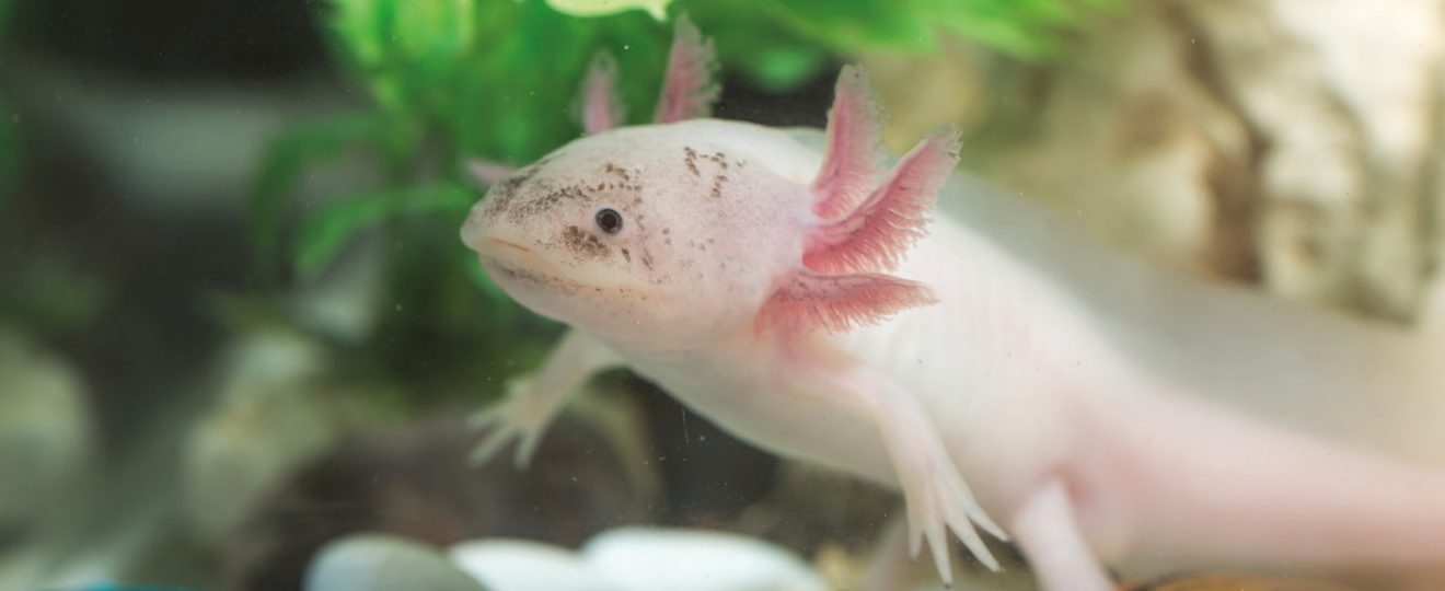 Axolotl