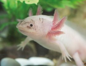 Axolotl