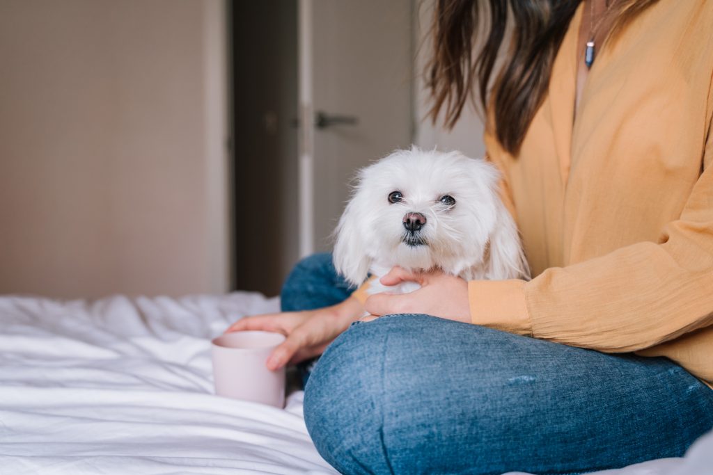 Bichon maltais sur le lit avec sa maitresse qui bois une tasse de thé ou de café