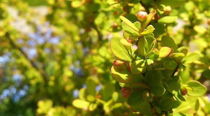 Berberis-thunbergii-'Faisceau-Dore