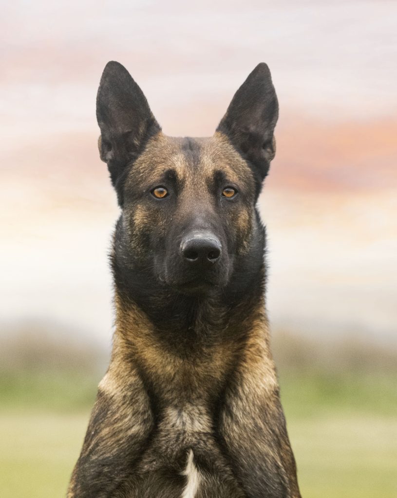 Berger Belge Malinois