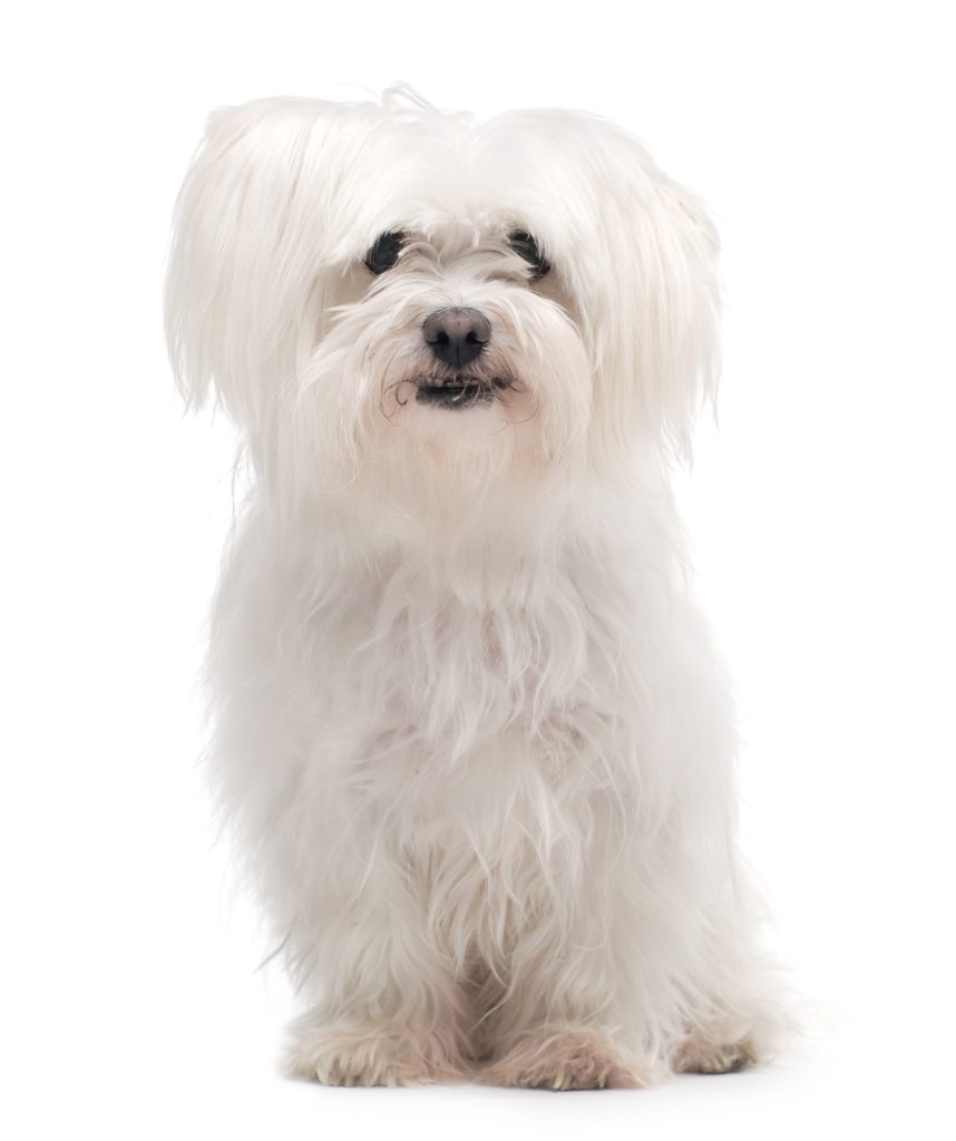Bichon maltais assis sur un fond blanc