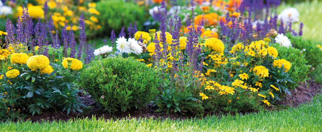 Parterre de fleurs