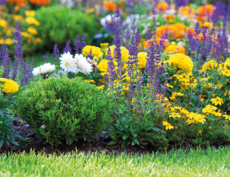 Parterre de fleurs