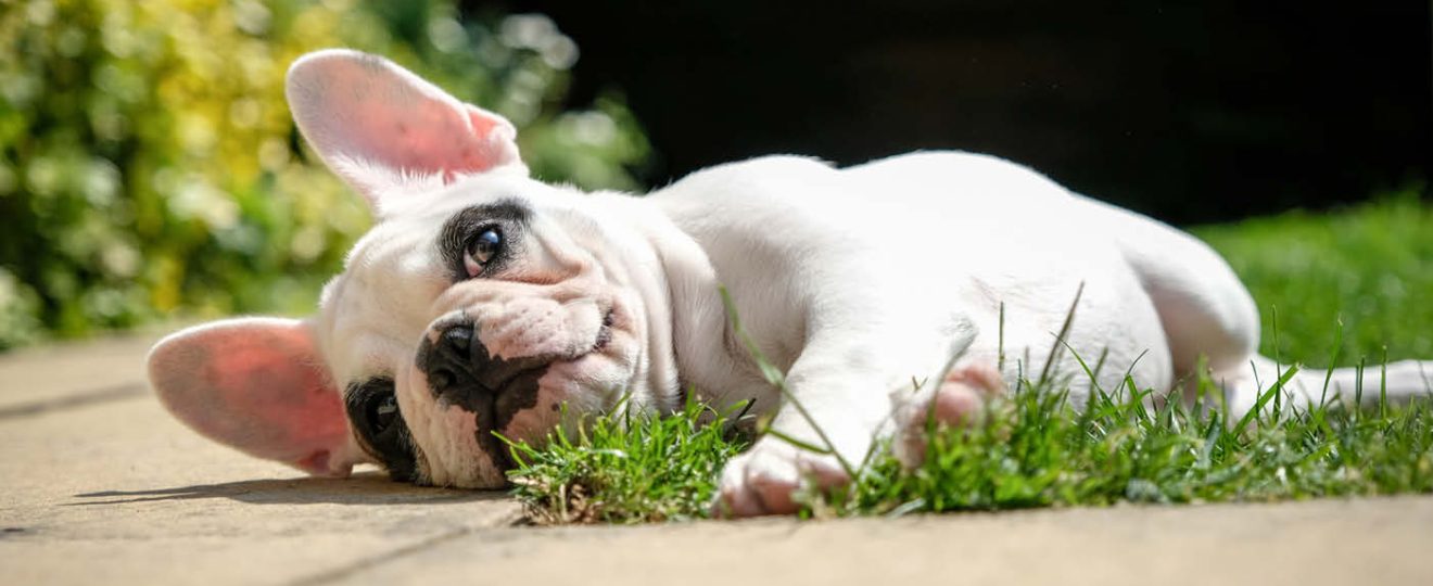 Bouledogue français