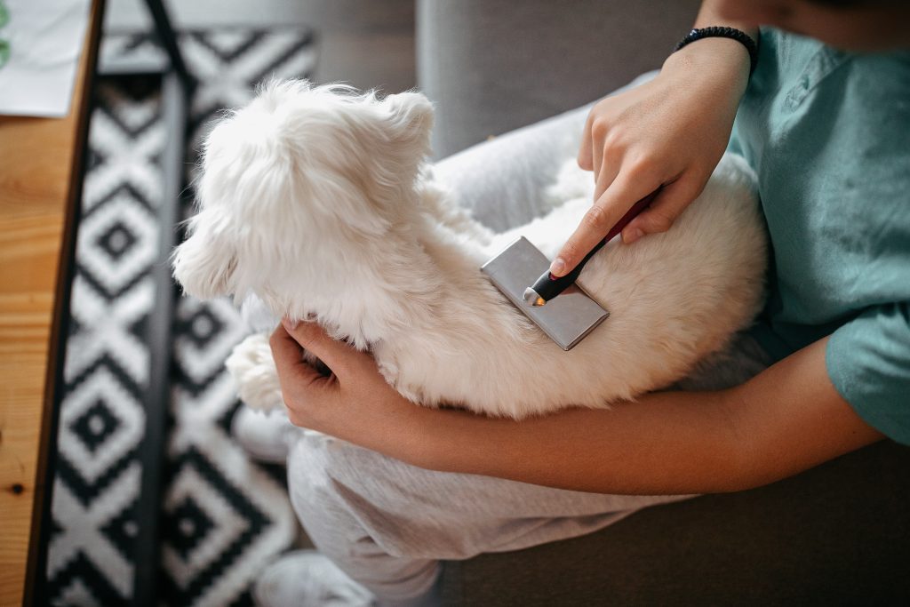 Brossage d'un Bichon maltais sur les genoux d'un adolescent