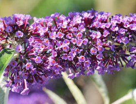 Fleurs-de-Buddleia