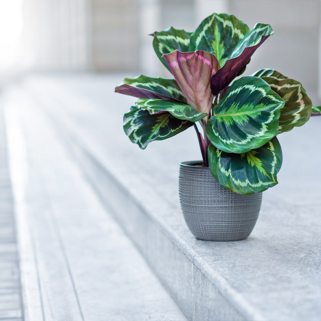 Calathea