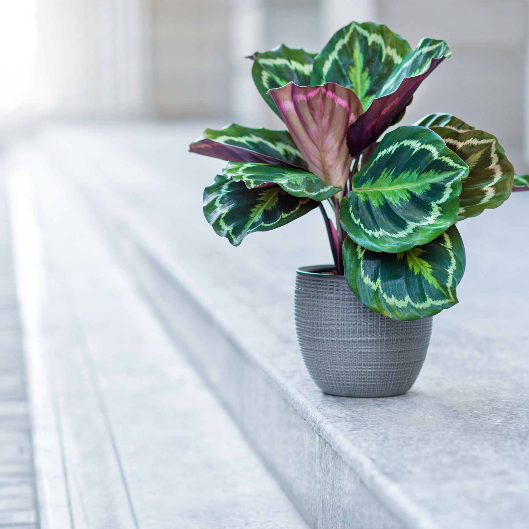 10 PLANTES D’INTÉRIEUR À GRANDES FEUILLES — free download
