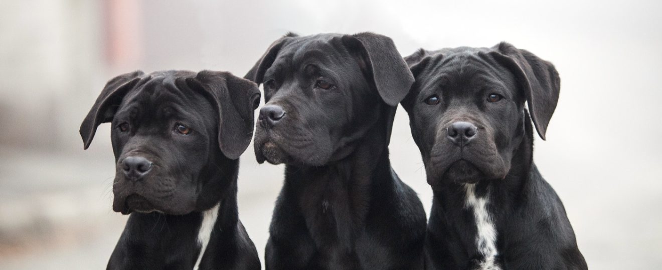 Cane corso