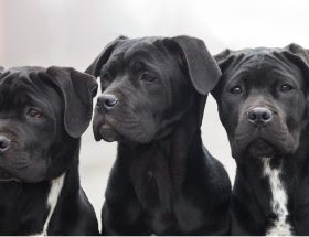 Cane corso