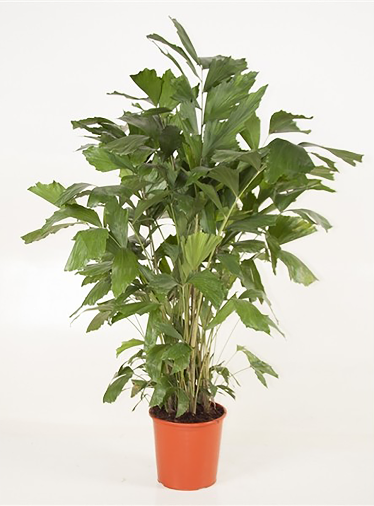 10 PLANTES D’INTÉRIEUR À GRANDES FEUILLES — free download