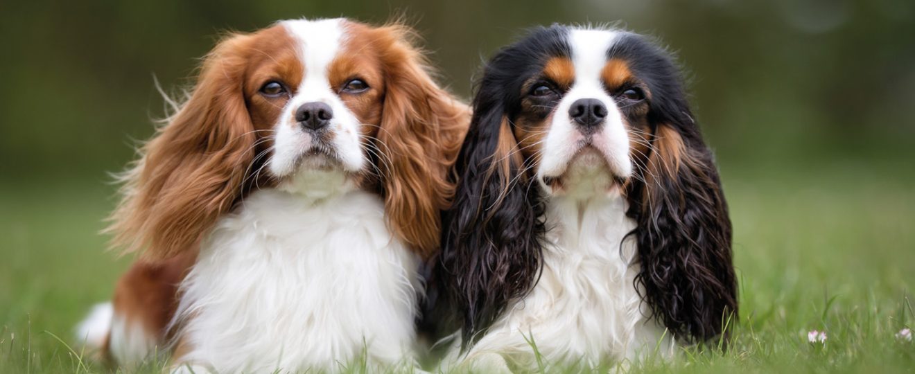 Cavalier King Charles