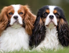 Cavalier King Charles