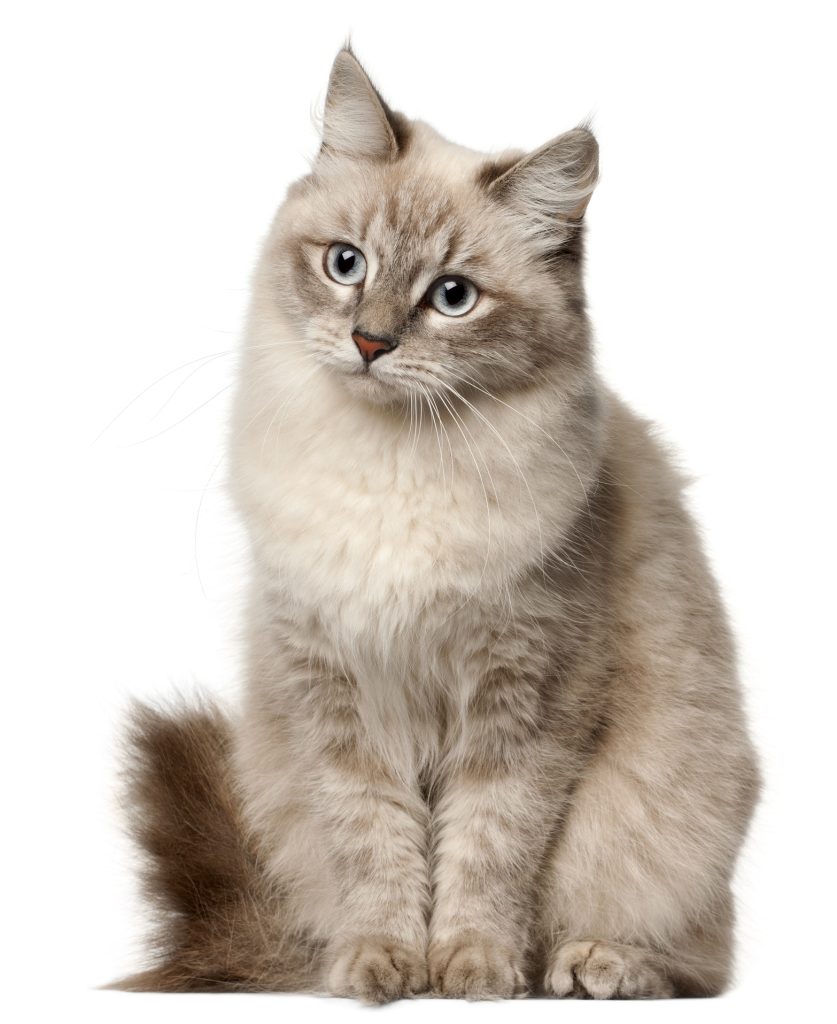 Chat Sibérien assis sur un fond blanc