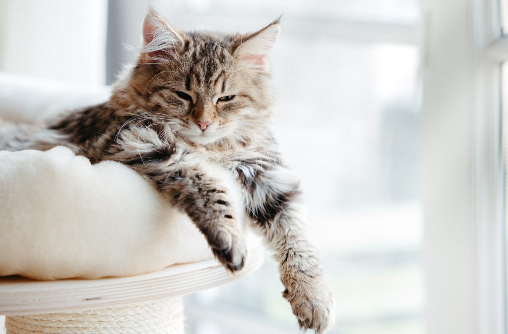Chaton Sibérien qui se repose sur un arbre à chats
