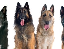 Chiens de berger belge