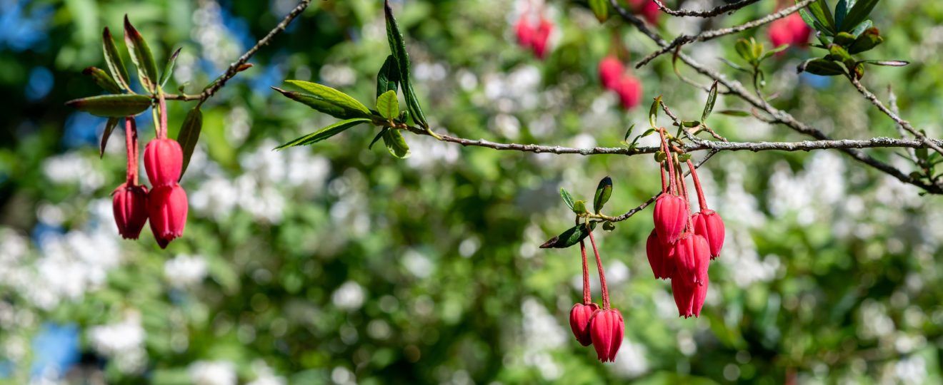 L'Arbre aux lanternes - Crinodendron