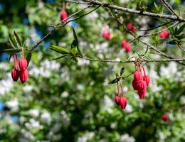 L'Arbre aux lanternes - Crinodendron